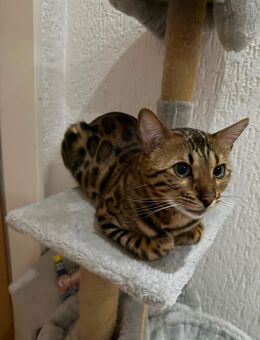Reinrassiger Bengal Kater - Mainz