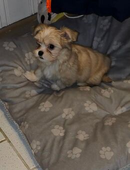 Welpe sucht neues liebevolles Zuhause - Blankenburg