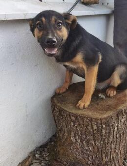 Luella - unkompliziertes Hundemädchen - Lohra