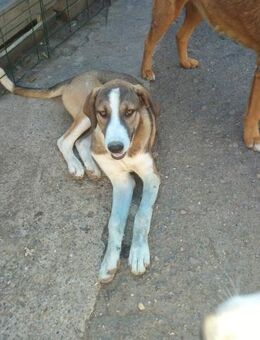 Katara sucht ihr Glück - Celle