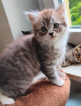BKH/BLH Kitten - Wuppertal