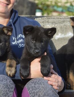 Dt. Schäferhundwelpen aus 100% DDR-Blutlinien mit roten SV/VDH Papieren. - Dresden