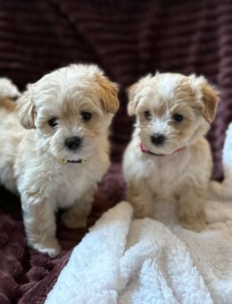 Wunderschöne Maltipoo-Welpen abzugeben - Würzburg