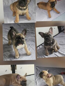 Französische Bulldogge Welpen / Bullys - Neuenkirchen-Vörden