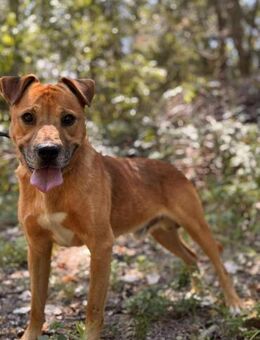 Jamino sucht ein ruhiges Zuhause - Berlin