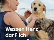 Akino sucht liebe Menschen - Neuhausen (Fildern)