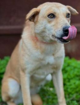 🐾Neugierige Mandy sucht dich🌼 - Eislingen (Fils)