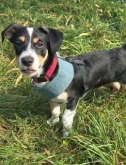 Süßling Lir gehört zu DIR! - München