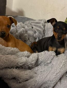 Zwergpinscher Welpe - Frankfurt (Main)