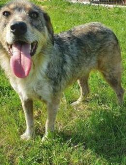 Haru ♥️ Sucht ihr 4 ever Zuhause 🙏 - München