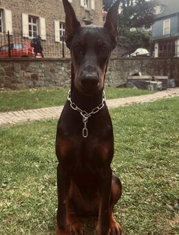 5 Monate alte Dobermann Hündin in gute Hände abzugeben - Menden (Sauerland) Zentrum