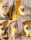 Flauschige Ragdoll/Heilige Birma Kitten suchen ein Zuhause in 85051