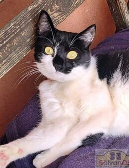 Milka - Dringend Zuhause gesucht - Bad Camberg