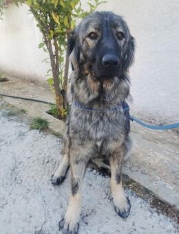 Cookie - braucht eine Chance! - Alfeld (Leine)