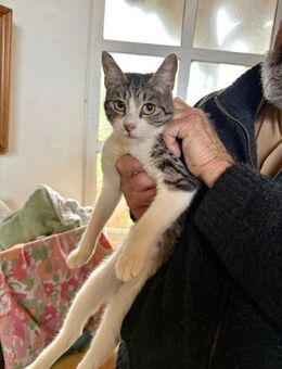 FiV+ Katze Sabine aus dem Tierschutz - Grevenbroich