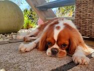 💜Loui 💜8-jähriger Cavalier King Charle - Kassel