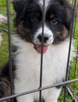Australian shepherd Welpen - Zeil (Main)