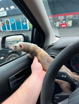 3 Frettchen in liebevolle Hände abzugeben - Neuwied