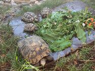 5 weibliche Griechische Landschildkröten mit Papieren abzugeben - Herten