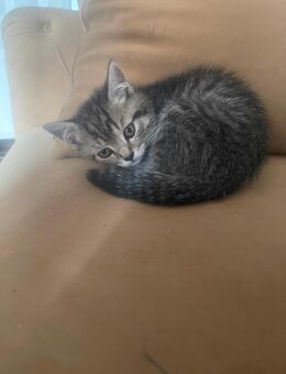 Babykatze kitten BKH - Würselen