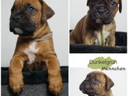B*Süße Boxer-Bordeaux-Dogge-Mix-Welpen - Melle