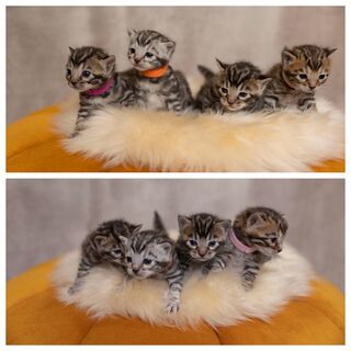 Bengalkitten mit Stammbaum, EU-Impfausweis, geimpft und mit Thermochip