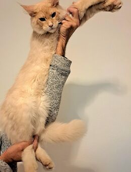 Maine Coon-Schmusemonster sucht Dosenöffner - Dresden