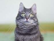 Perfekt Kater Lustig - Berlin