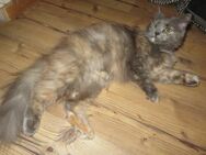 Katze Rasse-Mix (Perser + BKH/Ragdoll) - Schwaan