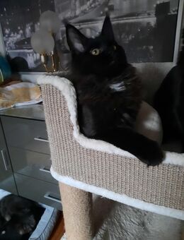 Reinrassigen Maine Coon Kitten, am 3 Juli geboren, die Cat- Altern XXXL große Katzen natürlich besitzen Stammbaum - Bielefeld Zentrum