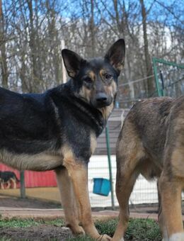 Sensibler Emil - Kallmünz