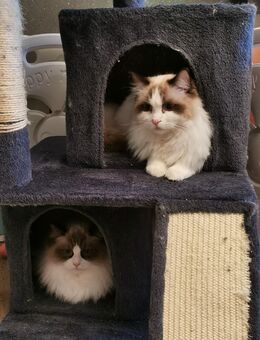 Ragdoll Kitten mit Stammbaum ab sofort - Gochsheim