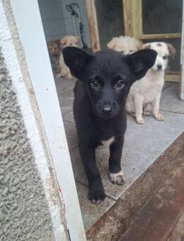Enie möchte Abenteuer erleben - Celle