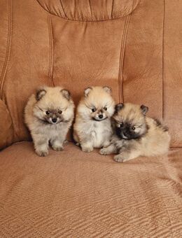 Pomeranian Zwergspitz Welpen Boo - Kaisersesch