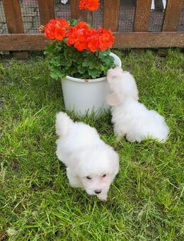 Malteser - Haren (Ems)