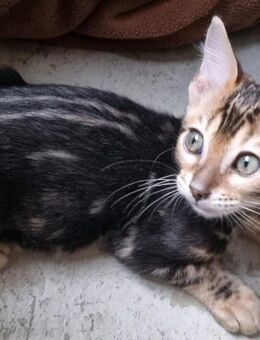 Marbled Bengalkater Abgabebereit - Frankfurt (Main) Nied