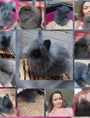 Reinrassig löwenkopf Teddy Zwergkaninchen💖 in 32427