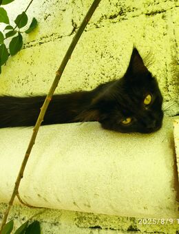 Kätzchen Kitten schwarz abzugeben Katerchen mit langem Fell - Friedrichshafen