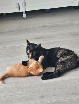 Katze 1,5 jahre alt mit Equipment - Fürstenfeldbruck