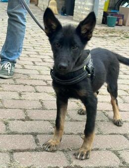 Tessa sucht ihre Herzensmenschen - Nordwalde