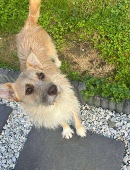 Kiki - die liebe Grinsemaus - Elsdorf (Nordrhein-Westfalen)