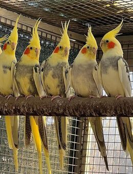 Nestjunge Nymphensittiche - Frankfurt (Main) Preungesheim