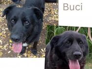 BUCI, sanfter Senior - Wendelstein