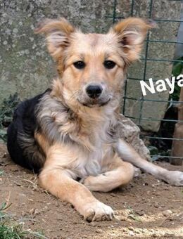 Naya, jung Hündin sucht ein Zuhause - Linden (Hessen)