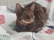 Bengal Kater Kitten kastriert geimpft entwurmt - Essen Zentrum