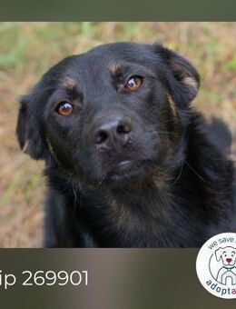 Chip 269901: sucht ein Zuhause - Kirchzell