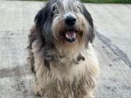 2te Chance gesucht - Alfdorf