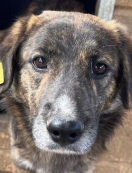 RUSTY-1-jähr., gestromter Rüde, 49 cm - Rösrath