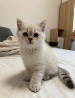 Britisch Kurzhaar (Blue Point / Silver Shaded - Bamberg