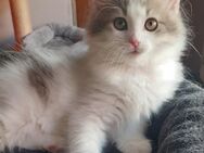 "ROCKY" Sibirischer Waldkatzen - Katerchen, geboren 4.April 2025 - Oftersheim